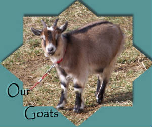 ourgoatspic.jpg